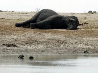 Зимбабве выставляет на продажу диких животных, чтобы спасти их от засухи (видео)