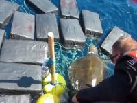 Моряки спасли черепаху, застрявшую в тюках с кокаином