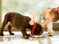 Советы ветеринаров: как кормить собаку до года?