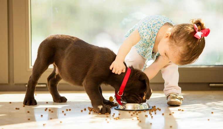 Советы ветеринаров: как кормить собаку до года?