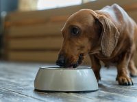 Влажный корм для собак: основные преимущества и особенности