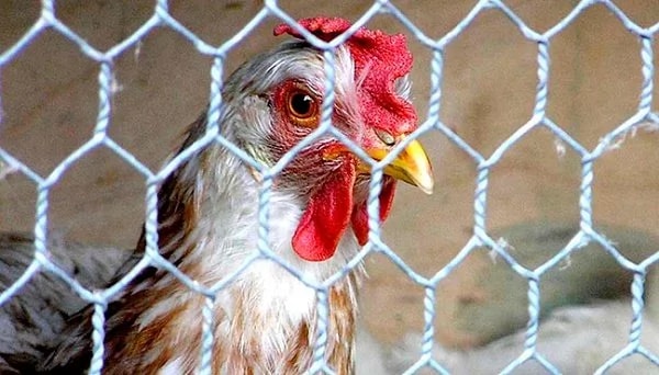 В России с 1 декабря запретили завозить турецкую курятину