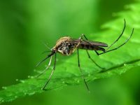 Как избавиться от комаров в домашних условиях и на улице. Эффективные средства и народные рецепты