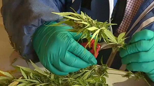 В Чили собрали первую легальную марихуану (видео)