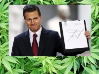 В Мексике легализуют марихуану (видео)