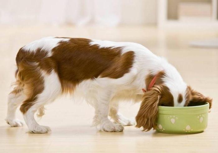 Как подобрать идеальные консервы для собак с учетом их потребностей