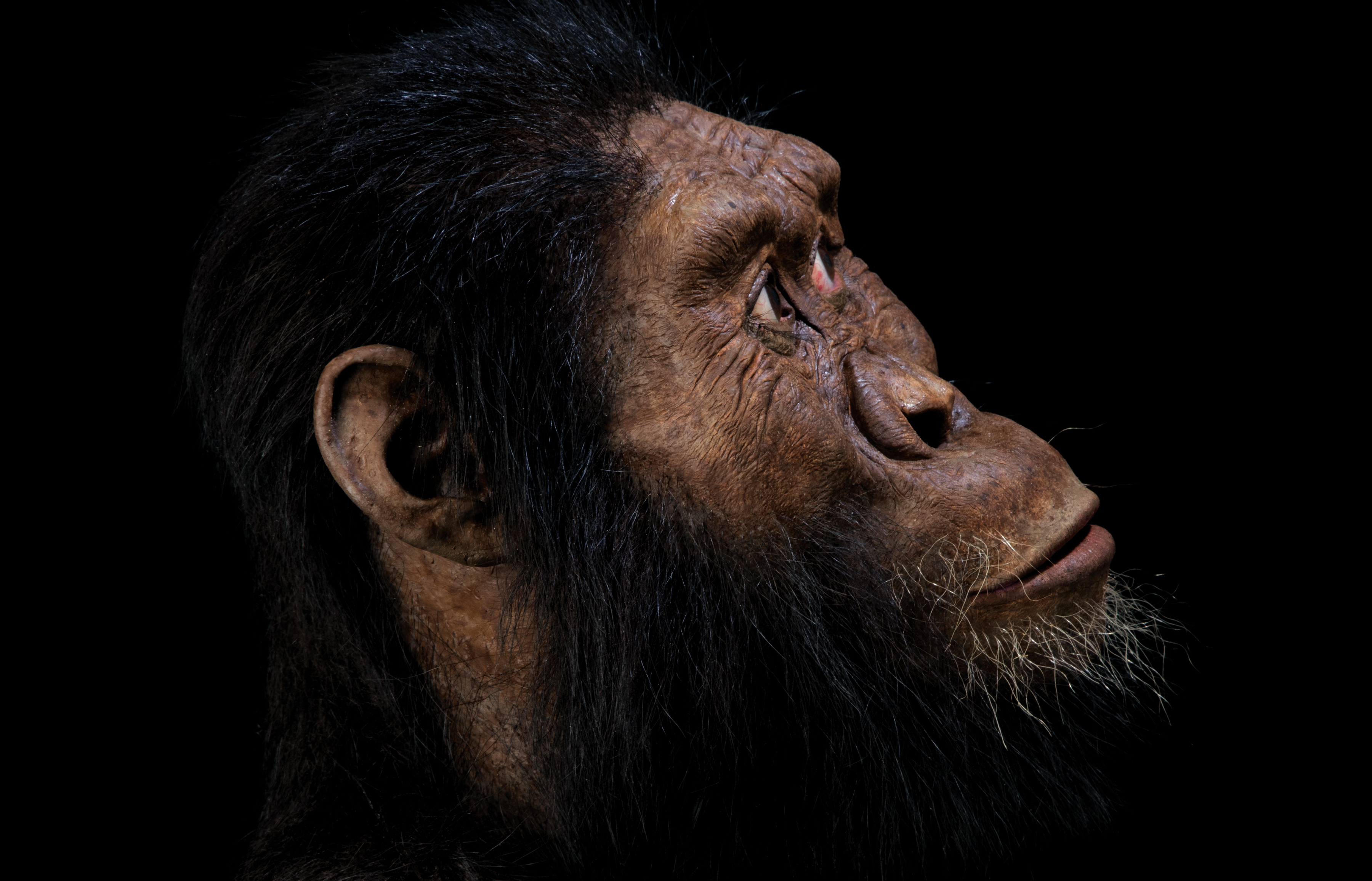 Ученые смоделировали лицо предка человека, возраст которого 4 млн лет