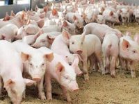 Крупнейший китайский производитель кормов завершает строительство свинофермы во Вьетнаме