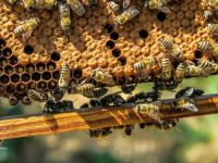 Пчеловодство: роль в природе и экономике
