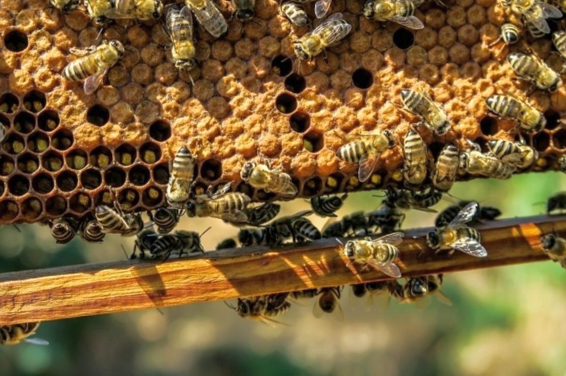 Пчеловодство: роль в природе и экономике