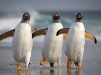 У пингвинов может быть самосознание