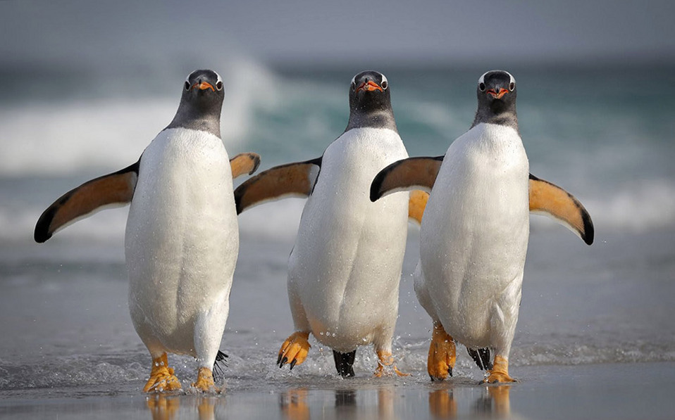 У пингвинов может быть самосознание