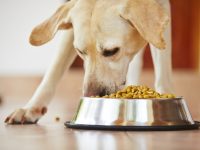 Как правильно кормить щенка