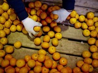 Узбекистан запретил экспорт овощей и фруктов