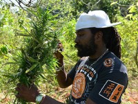 Власти Ямайки легализовали марихуану