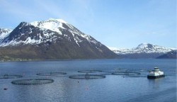 В планах Mitsubishi поглощение производителя лосося Cermaq из Норвегии