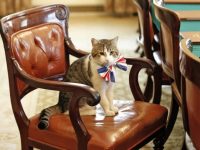 LONDON - APRIL 28:  Larry, the Downing Street cat, gets in the Royal Wedding spirit in a Union flag bow-tie in the Cabinet Room at number 10 Downing Street on April 28, 2011 in London, England. Prince William will marry his fiancee Catherine Middleton at Westminster Abbey tomorrow. (Photo by James Glossop - WPA Pool/Getty Images)