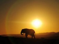 Африканские слоны питаются ночью, а днем прячутся от браконьеров, – исследование