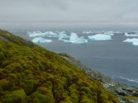 Антарктида покрывается зеленым мхом, – ученые