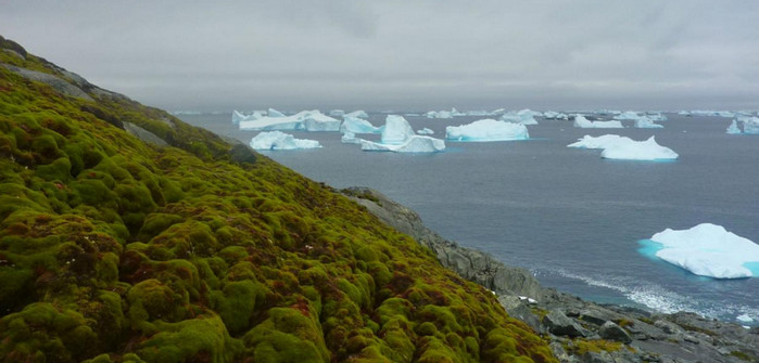 Антарктида покрывается зеленым мхом, - ученые