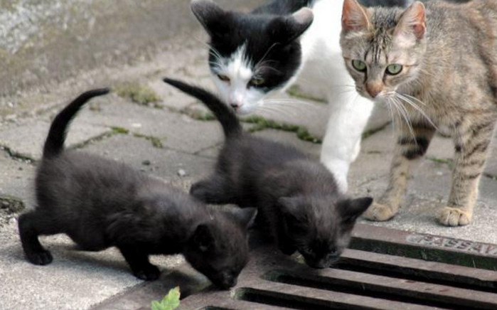 Бавария столкнулась с нашествием диких кошек