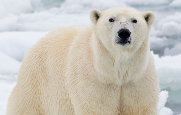 Белые медведи могут исчезнуть из-за потепления в Арктике