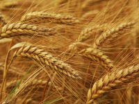 Бизнес идея: продажа гибридов семян зерновых культур