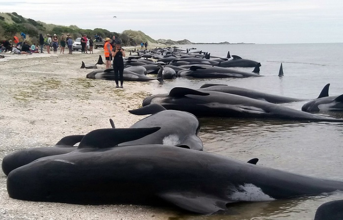 Более 400 дельфинов-гринд выбросились на берег Новой Зеландии