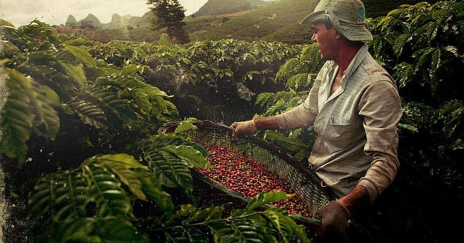 Бразилия снизила продажу кофейных зерен до минимума с 2006 года