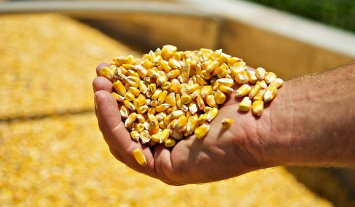 Бразильские фермеры убирают рекордный урожай кукурузы