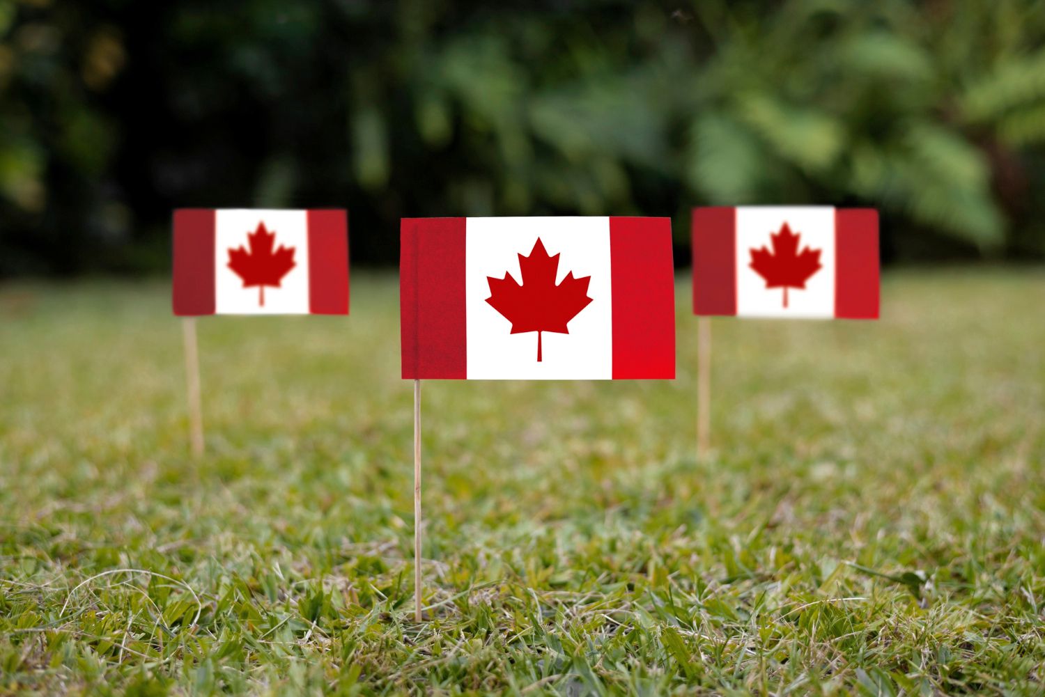 Визы в Канаду: откройте двери в новую жизнь с помощью профессиональных визовых услуг