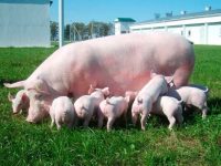 Цена свинины преодолела 8-летний рекорд