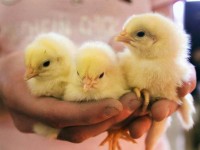 Тысячи цыплят выжили после аварии в Китае (видео)