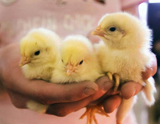 Тысячи цыплят выжили после аварии в Китае (видео)