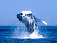 ЕС требует от Норвегии прекратить китобойный бизнес