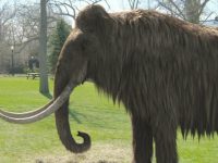 Гибрид мамонта и слона может быть создан в течение двух лет