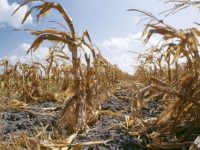 Глобальное потепление снизит урожайность на 50 процентов