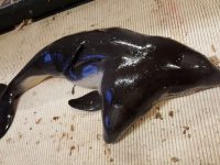 Голландские рыбаки поймали двухголового дельфина