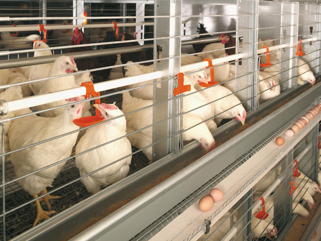 Ирак открывает в Украине производство курятины