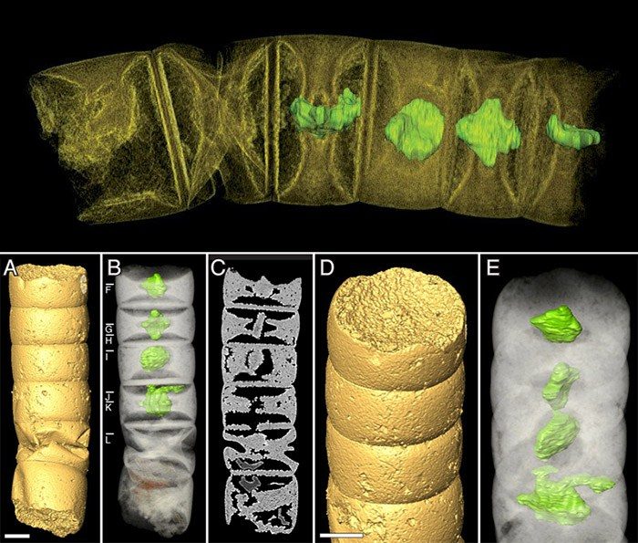 Исследователи обнаружили самые древние водоросли