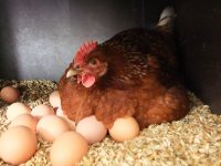 Катар запретил импорт мяса птицы и яиц из Украины