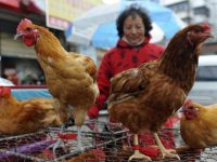 Китай начинает клинические испытания вакцины от птичьего гриппа