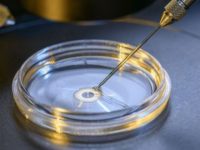 Китайские исследователи провели операцию на эмбрионе человека