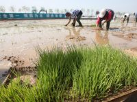 Китайские ученые разработали рис, который может расти в морской воде