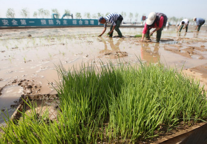 Китайские ученые разработали рис, который может расти в морской воде