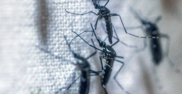 Компания Alphabet выпустила 20 млн зараженных комаров в Калифорнии