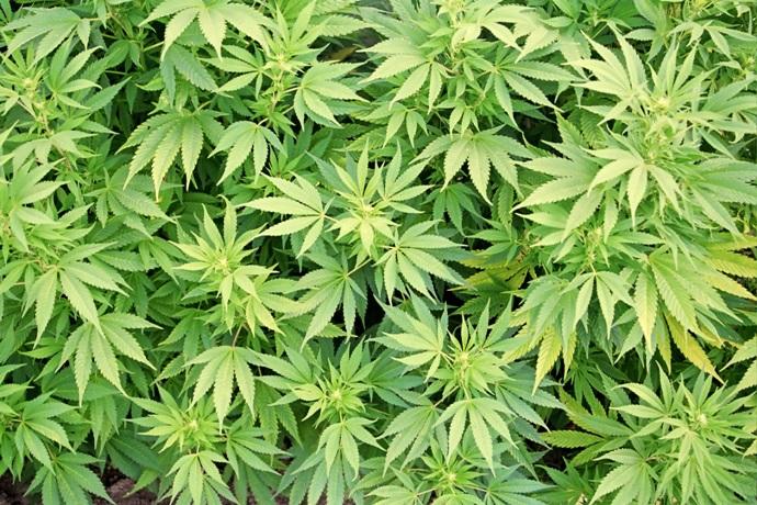 Биржа марихуаны может быть запущена в США уже в мае