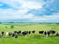 Бизнес-идея: продажа добавок для крупного рогатого скота