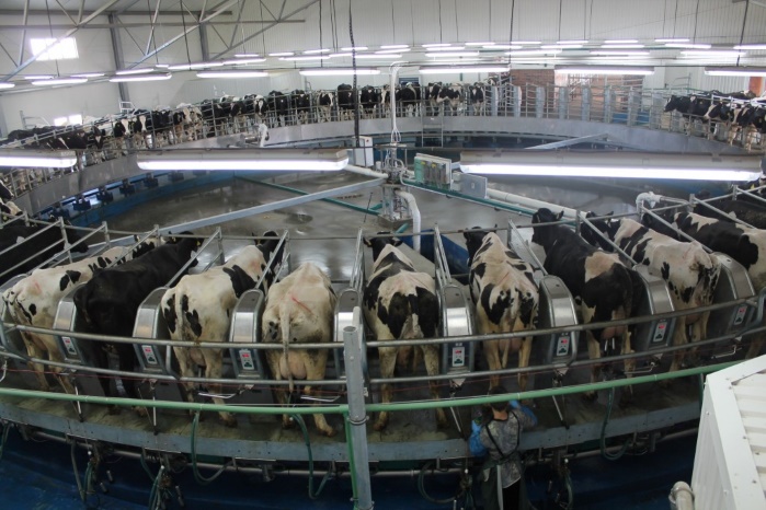 Молочные войны: Минагропрод готов доплатить, чтобы получать "европейское молоко"