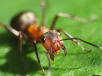 Способы уничтожения муравьев на участке